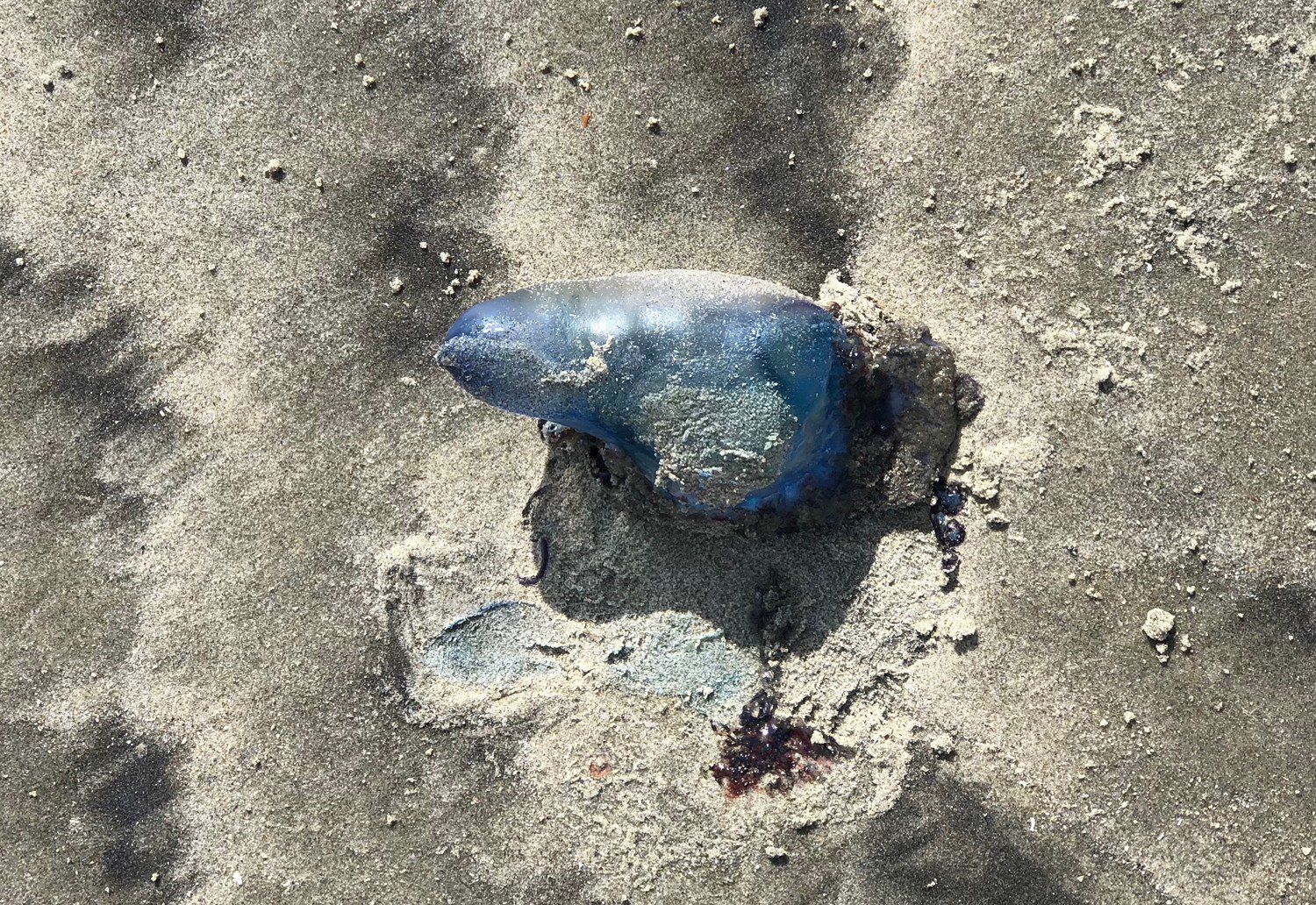 Dozens of man o' war recovered on Sullivan's Island, other beaches on SC coast